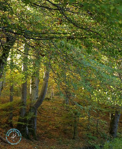 Autumn 9P056D-030.JPG